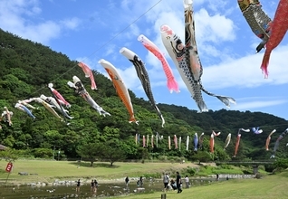 初夏の訪れ、100匹が涼しげに空泳ぐ　7年ぶりのこいのぼり　沖縄・国頭村奥で5月10日まで