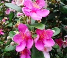鮮やかなピンク　ひっそり咲いたテンニンカが美しい　石垣市の県営バンナ公園