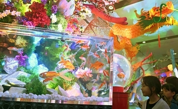 金魚千匹、幻想の世界　沖縄ライカムで「ミュージアム」開幕　国産や海外産、38種類を展示【動画あり】