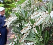 釣り鐘状の可憐な花　沖縄・石垣市の公園で見頃　うららかな春の日差しを浴びて咲く