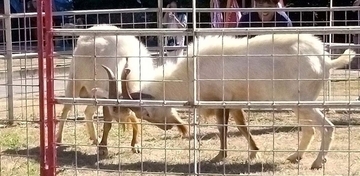 雄ヤギ同士が熱き戦い！迫力の”メ～”勝負に会場熱狂　沖縄・多良間村でピンダアース大会