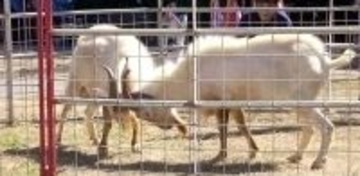 雄ヤギ同士が熱き戦い！迫力の”メ～”勝負に会場熱狂　沖縄・多良間村でピンダアース大会