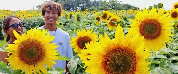 サトウキビ畑に1万本のヒマワリ開花　景観向上と赤土流出防止へ　沖縄・石垣市