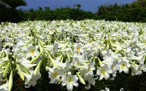 純白に染まる伊江島　テッポウユリの魅力満喫の花の祭典　きょう25日から「ゆり祭り」