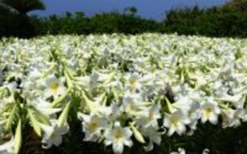 純白に染まる伊江島　テッポウユリの魅力満喫の花の祭典　きょう25日から「ゆり祭り」