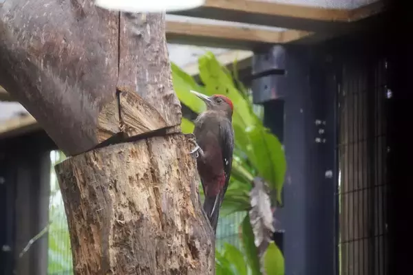 野生復帰に向け励む「ノグチゲラ」　名護市・ネオパークオキナワで観察！　動物園でのリハビリは日本初【動画あり】
