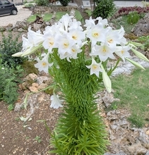 「気味が悪かった」から喜びに　1本のユリから50輪超が開花　沖縄・八重瀬町で珍しい「帯化」現象