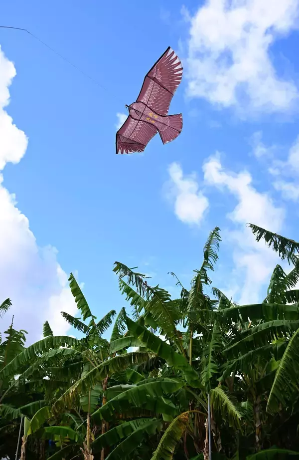 ［沖縄days］大空に舞う「猛禽類」　その正体は…　南城市大里