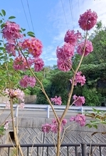 「綿菓子みたい」　青空にピンクの花が映える　沖縄・本部町でモモイロイペー満開