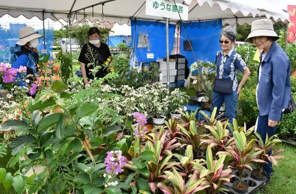 花木がお値打ち　園芸ファンでにぎわう「大植木市」　6月14日まで沖縄市で開催