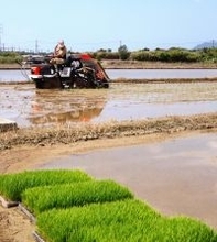 「今年も良い米ができるように」　1期作の田植え　名護で始まる　川上の通称「ファーラブク」