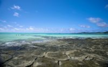 【久米島町 観光・物産と芸能フェア】島の恵みが一堂に　ふるさと元気応援企画　あす12月12日から3日間、タイムスビル