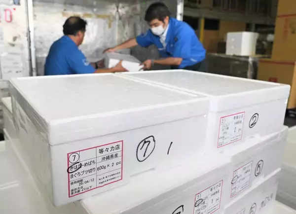 「「新鮮なまま食べて」　沖縄産生マグロを首都圏へ　生食できる鮮度で輸送可能に【動画あり】」の画像