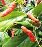 「八重山そばや天ぷらに使用　石垣市の民家で「ヒハツモドキ」、赤く熟し鈴なりに　　」の画像1