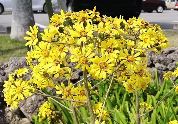 鮮やかな黄色い花が見頃　ツワブキが市役所で開花　沖縄・石垣市