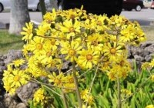 鮮やかな黄色い花が見頃　ツワブキが市役所で開花　沖縄・石垣市