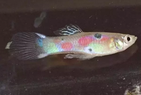 グッピーが沖縄で広く分布するのはなぜ？　原産地トリニダード島との違いは　琉球大学チームが指摘した「生態的解放」状態