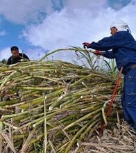「大寒」の前日に夏日記録　石垣市登野城で25.6度　南風原町のサトウキビ農家にっこり「豊作の年」
