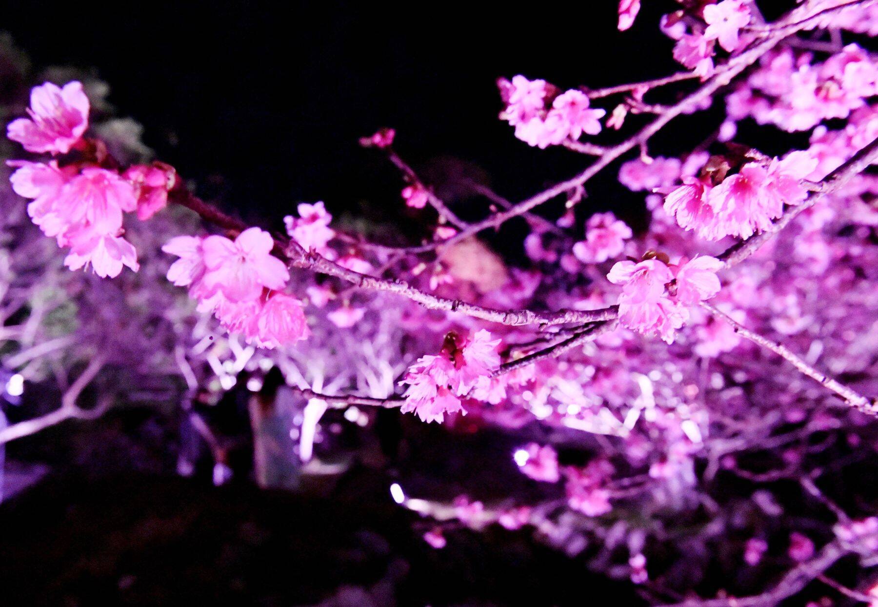 一足早い春の訪れ　本部町と今帰仁村で桜まつり始まる　名護市は1月27～28日開催　沖縄