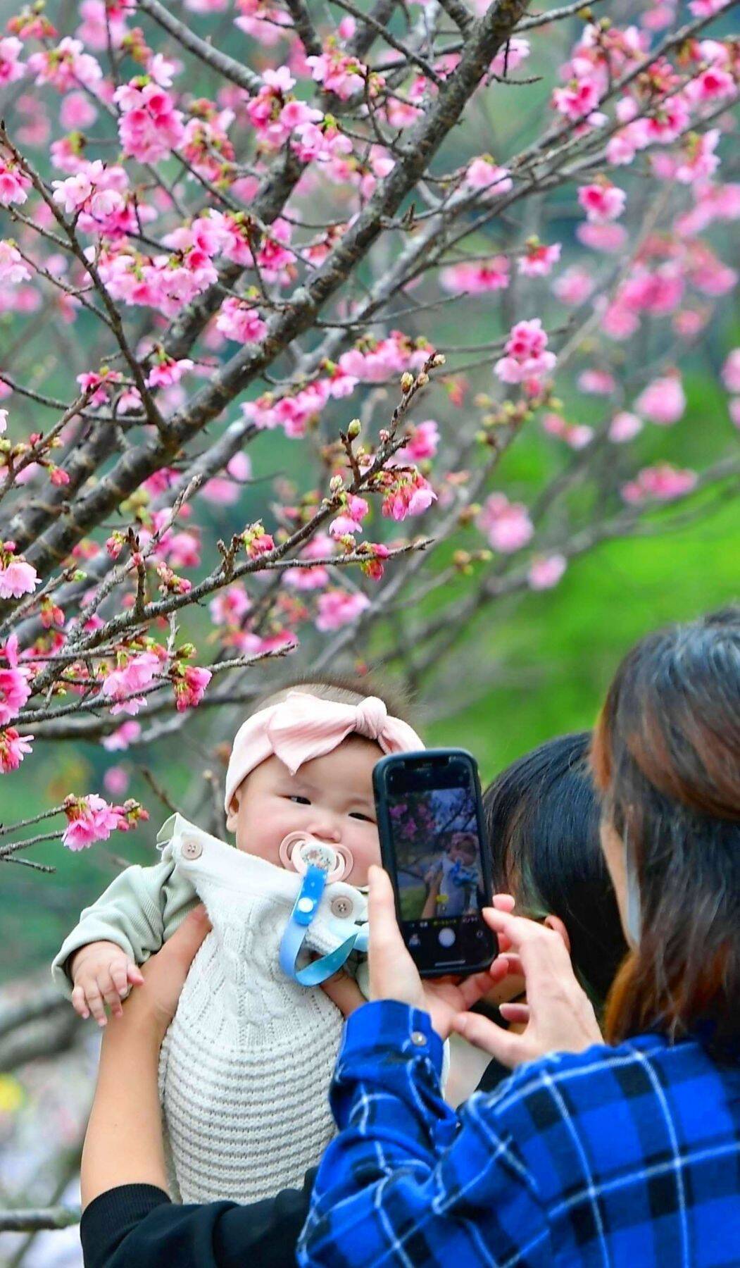 一足早い春の訪れ　本部町と今帰仁村で桜まつり始まる　名護市は1月27～28日開催　沖縄