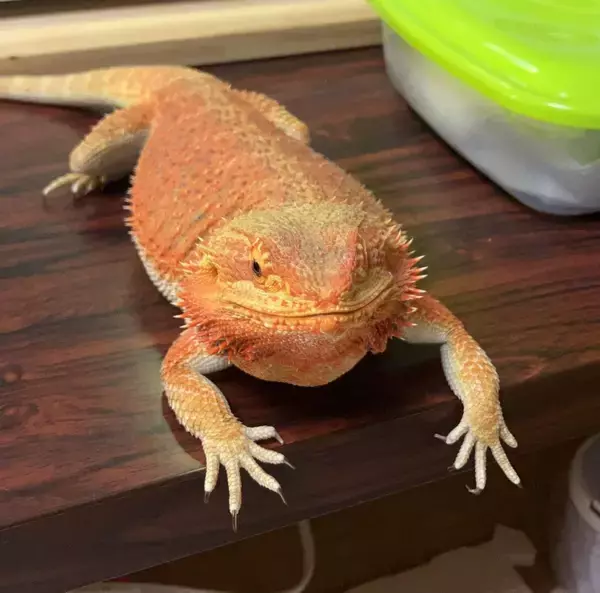 ［わが家のアイドル］　「自由過ぎる」フトアゴヒゲトカゲ