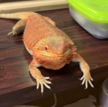 ［わが家のアイドル］　「自由過ぎる」フトアゴヒゲトカゲ