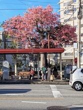 ［沖縄days］バス停に花満開　那覇市松尾