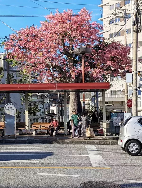 ［沖縄days］バス停に花満開　那覇市松尾