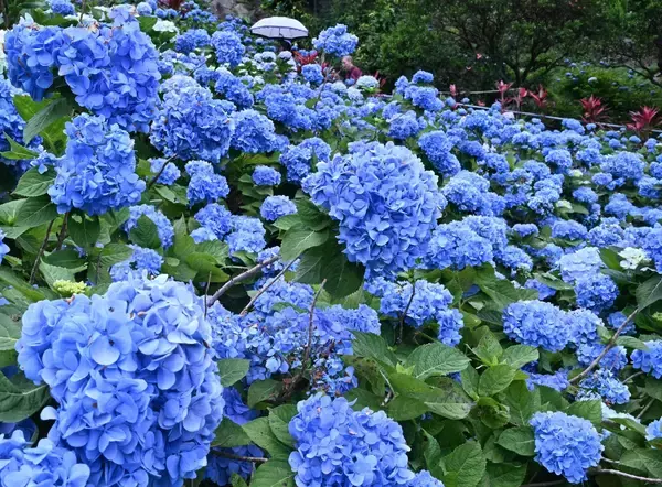 梅雨彩るアジサイ　本部伊豆味で見頃　きょう６日は二十四節気の一つ「芒種」