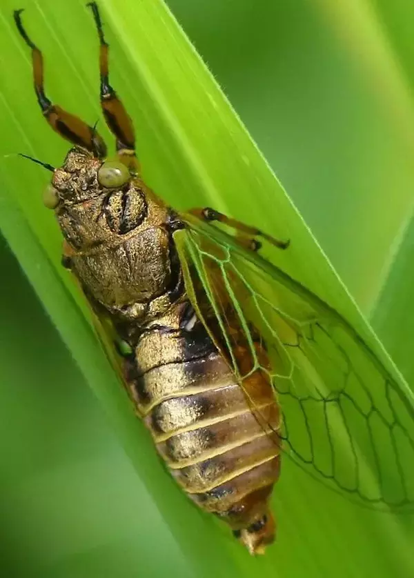 「ジージー」と初夏告げる鳴き声　イワサキクサゼミを観測　石垣島