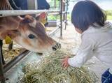 「自然に寄り添う酪農を実践　食と命のつながり学ぶ教育ファーム　大宜味村・きゆな牧場」の画像1