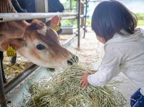 自然に寄り添う酪農を実践　食と命のつながり学ぶ教育ファーム　大宜味村・きゆな牧場