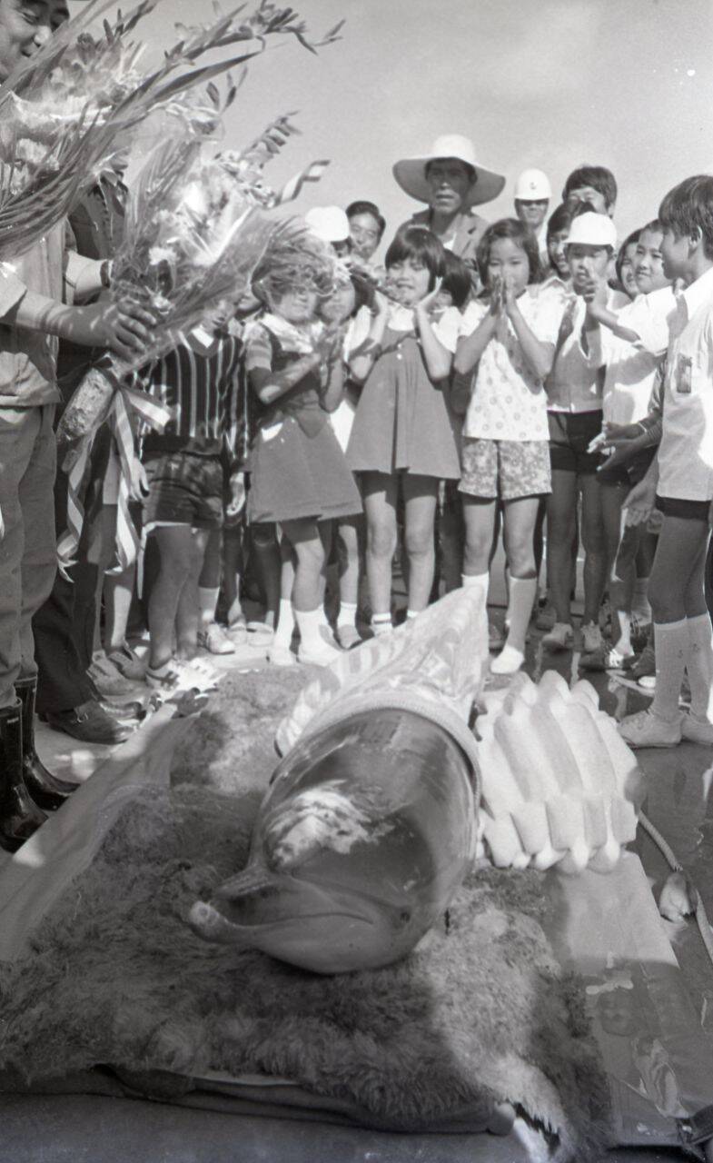 【速報】長寿イルカ「オキちゃん」死ぬ　沖縄・海洋博から50年現役　夏頃から体調不良