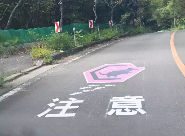 ［沖縄days］注意呼びかけるピンク色　沖縄・国頭村奥