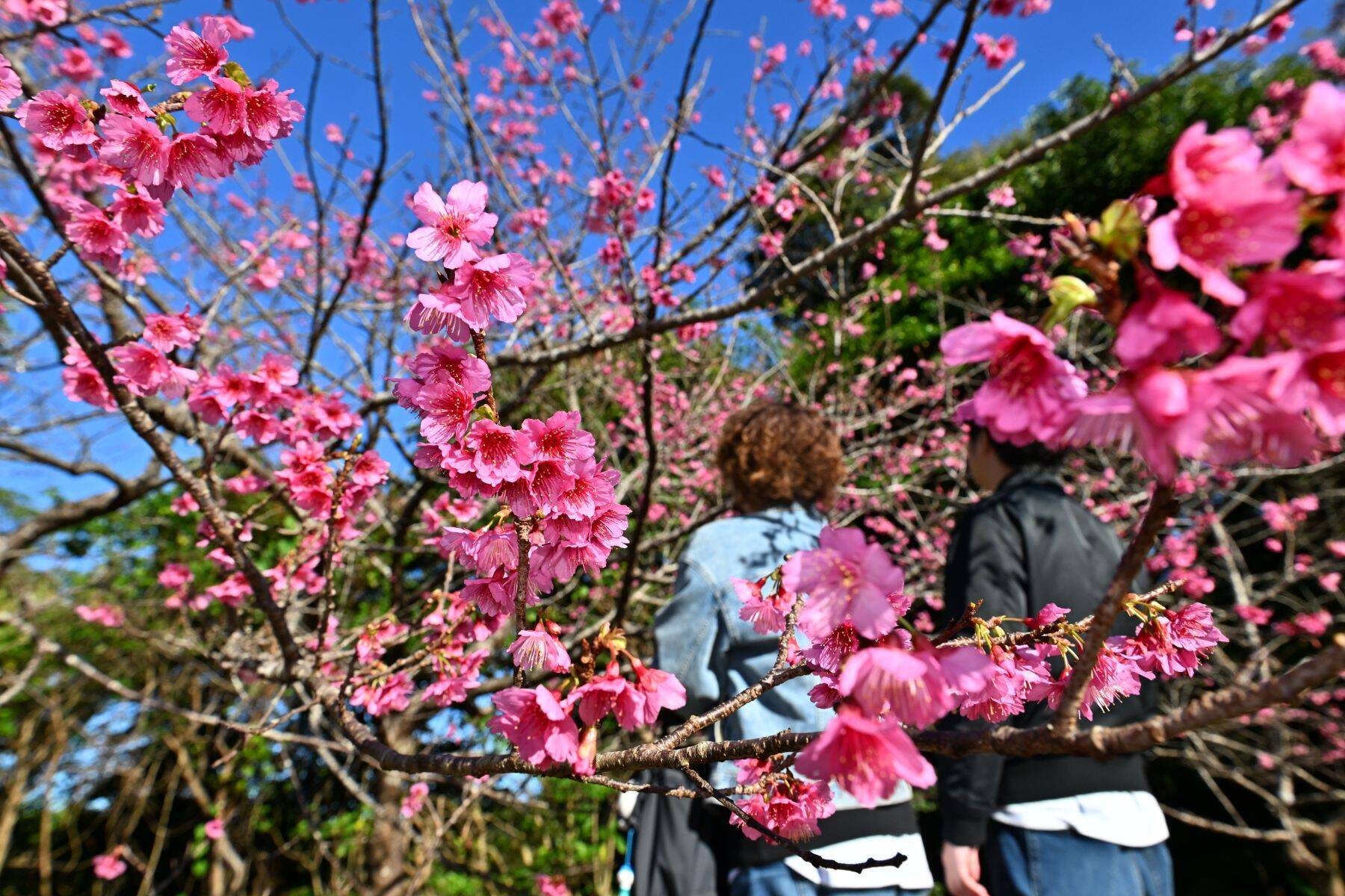 【プロ野球沖縄キャンプ前半】雨は降る？ キャンプ地ごとの2週間天気をチェック
