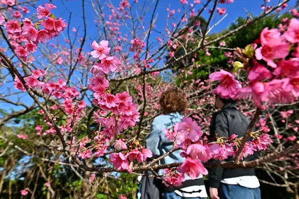「【プロ野球沖縄キャンプ前半】雨は降る？ キャンプ地ごとの2週間天気をチェック」の画像