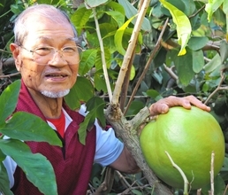 でっかい！　バレーボール並みの実、庭の木に付く　食べられるか調べてみると…沖縄・うるま市