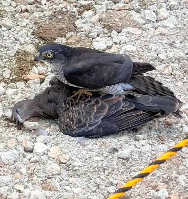 那覇で目撃、弱肉強食の貴重な一瞬　ツミがキジバトを捕食【動画あり】
