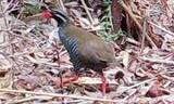 「ヤンバルクイナ、名護で2年連続確認　沖縄県「個体数増加では」　マングース防除策奏功か」の画像1