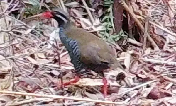 ヤンバルクイナ、名護で2年連続確認　沖縄県「個体数増加では」　マングース防除策奏功か