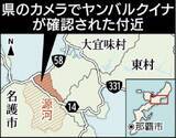 「ヤンバルクイナ、名護で2年連続確認　沖縄県「個体数増加では」　マングース防除策奏功か」の画像2