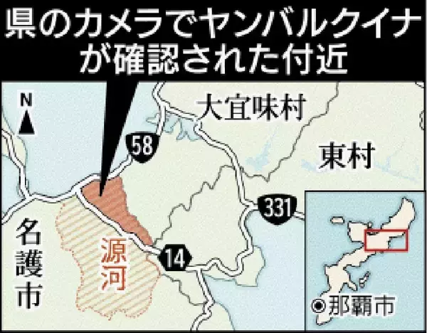 「ヤンバルクイナ、名護で2年連続確認　沖縄県「個体数増加では」　マングース防除策奏功か」の画像