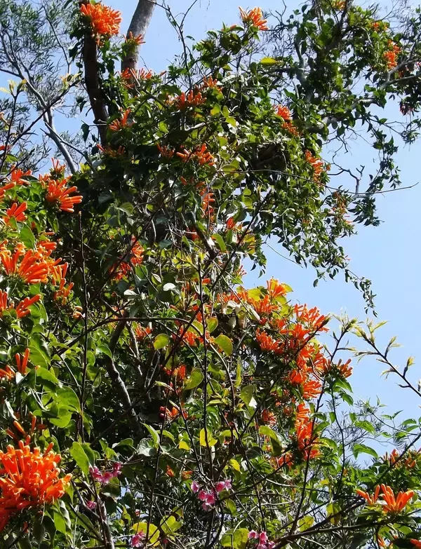 だいだい色の筒状花　カエンカズラが開花　沖縄・今帰仁村の県道