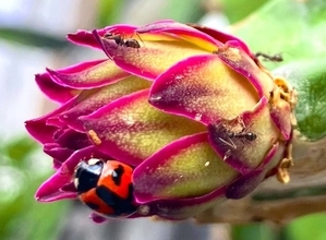 ［沖縄days］アリとムシが打ち合わせ！　沖縄・浦添市内