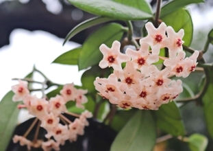 ラン科ではない？　星形の白い花「サクララン」が開花　沖縄・石垣市