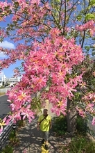 国道彩る鮮やかな桃色　トックリキワタが見頃　沖縄県内25度を超える夏日