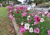 「白やピンクに紅色　コスモスとシマバラが彩る県道110号　沖縄・名護市屋我」の画像1