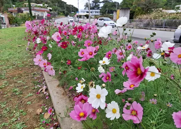 「白やピンクに紅色　コスモスとシマバラが彩る県道110号　沖縄・名護市屋我」の画像