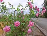 「白やピンクに紅色　コスモスとシマバラが彩る県道110号　沖縄・名護市屋我」の画像3