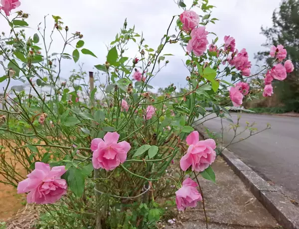 「白やピンクに紅色　コスモスとシマバラが彩る県道110号　沖縄・名護市屋我」の画像